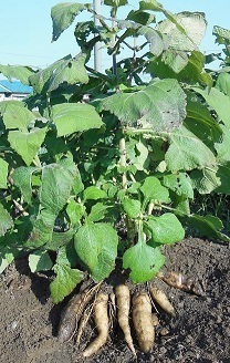 DSCN0233.JPG