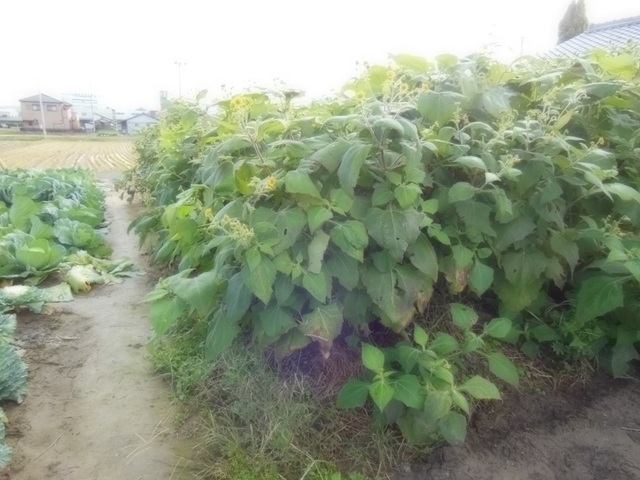 DSCN0359.JPG