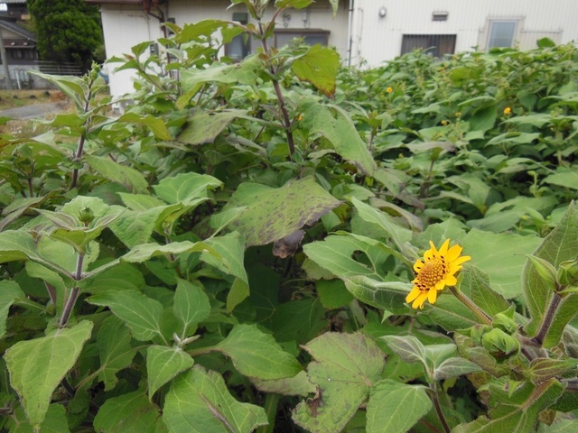 DSCN0484.JPG