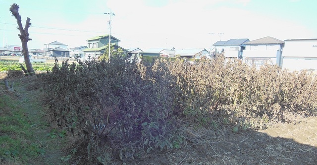 DSCN0487.JPG