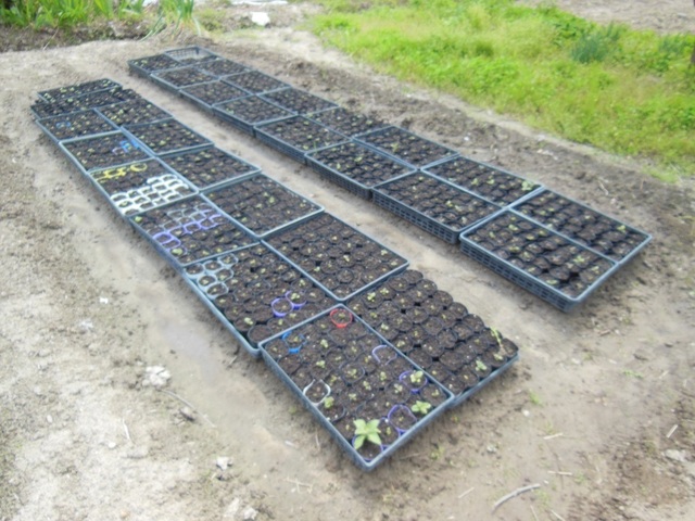 DSCN0509.JPG