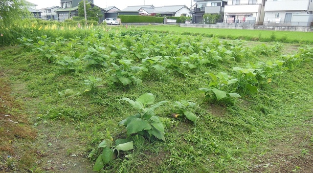 DSCN0563.JPG
