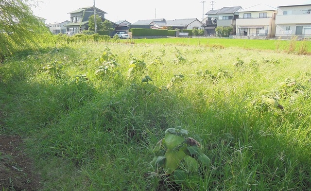 DSCN0564.JPG