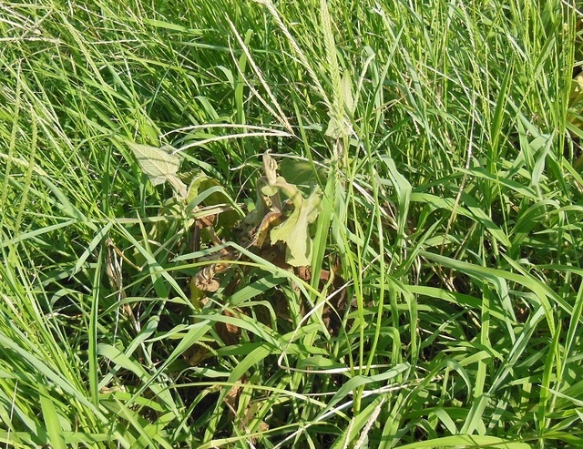 DSCN0567.JPG